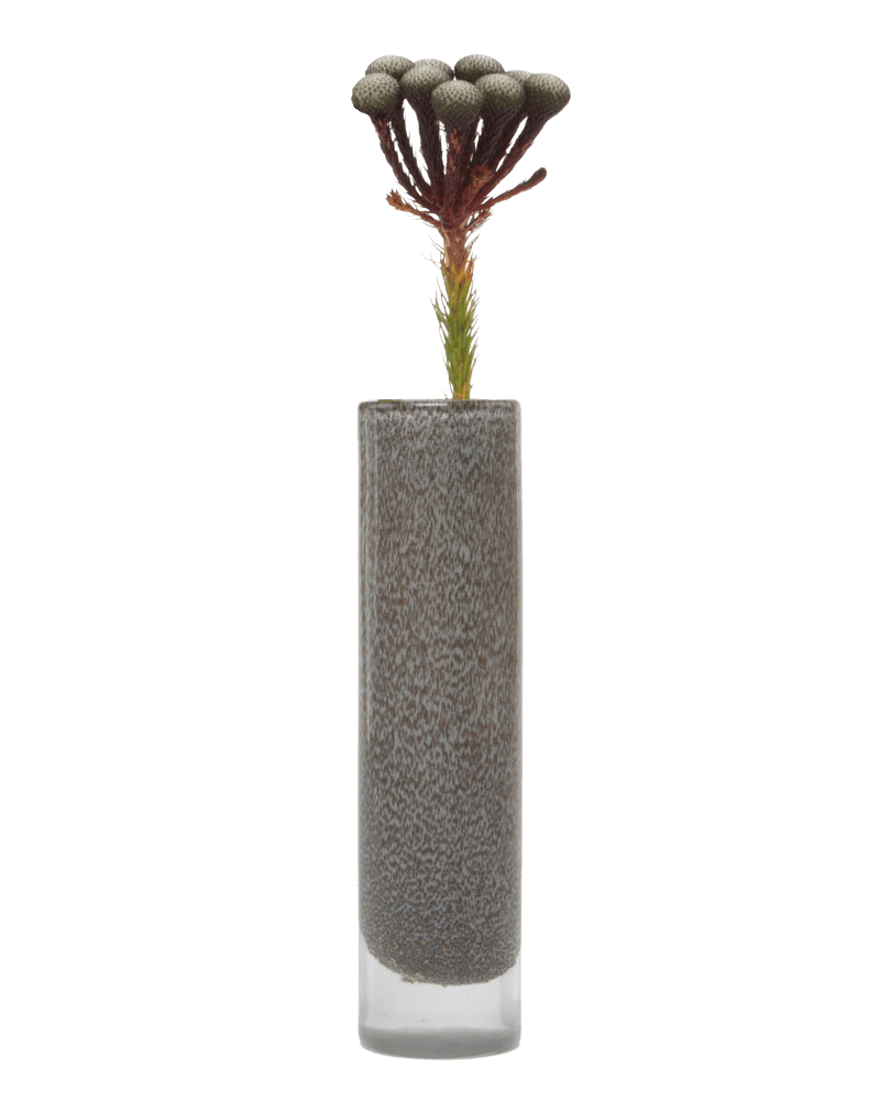 Nova Glass Flower Vase - Chive Ceramics Studio - Vases - Chive US