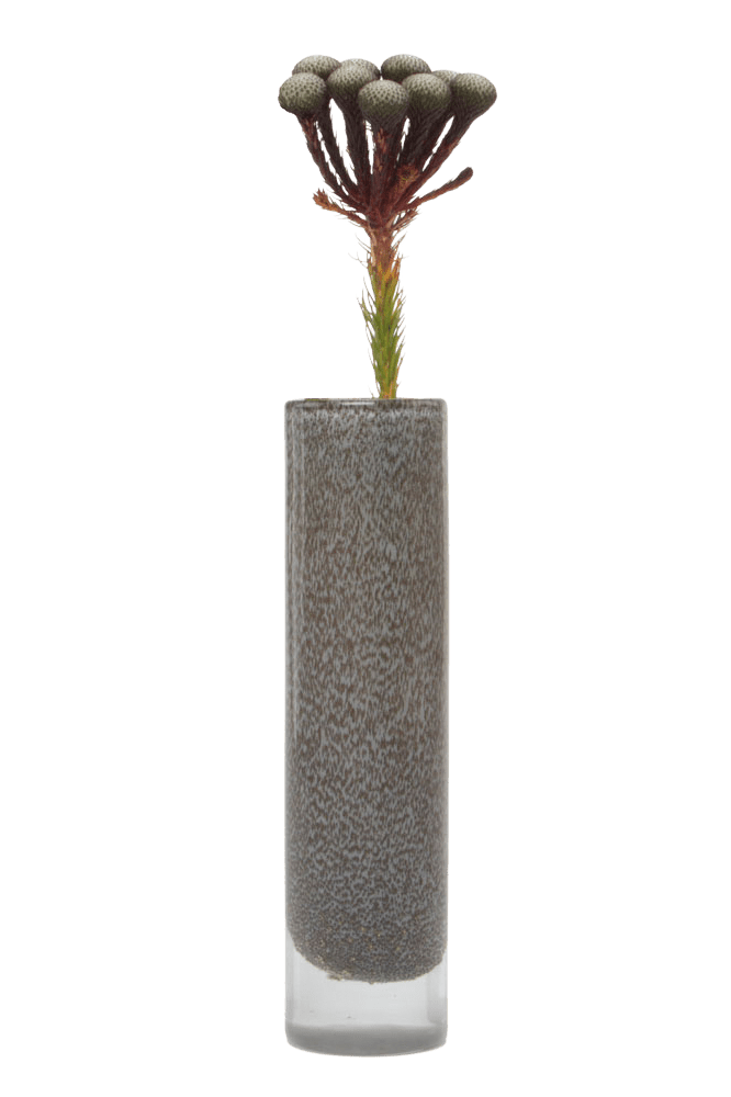 Nova Glass Flower Vase - Chive Ceramics Studio - Vases - Chive US