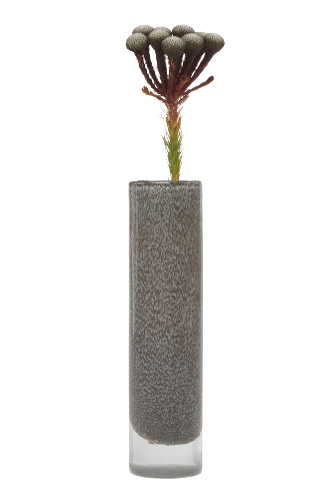 Nova Glass Flower Vase - Chive Ceramics Studio - Vases - Chive US