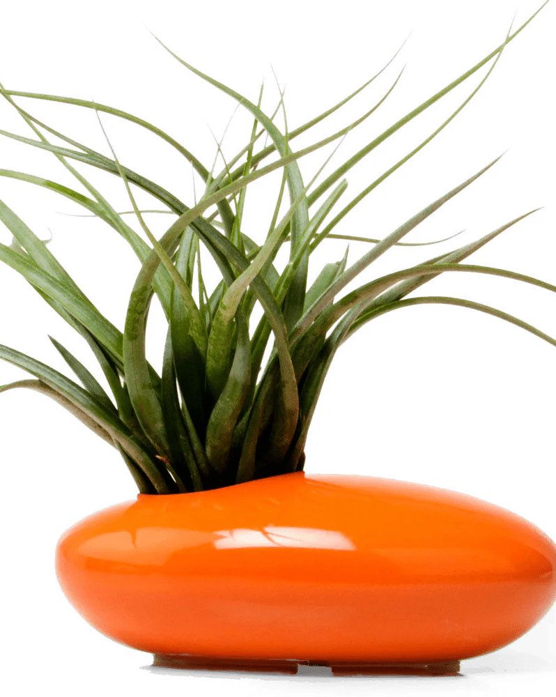 Pebble Ceramic Ikebana Kenzan Container - Chive Ceramics Studio - Pots - Chive US