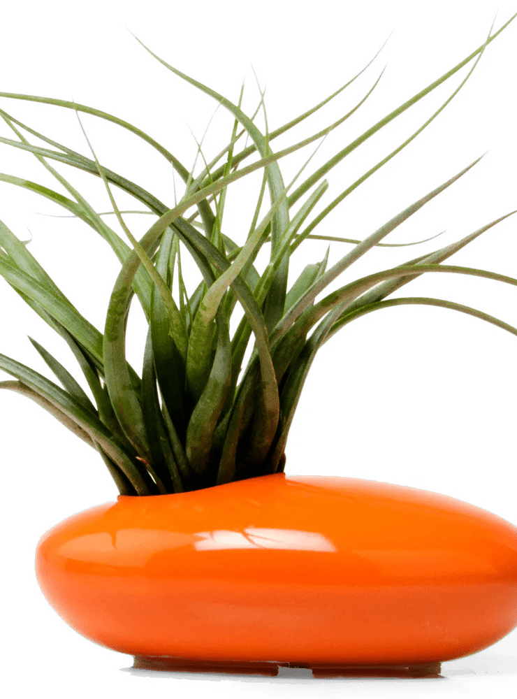 Pebble Ceramic Ikebana Kenzan Container - Chive Ceramics Studio - Pots - Chive US