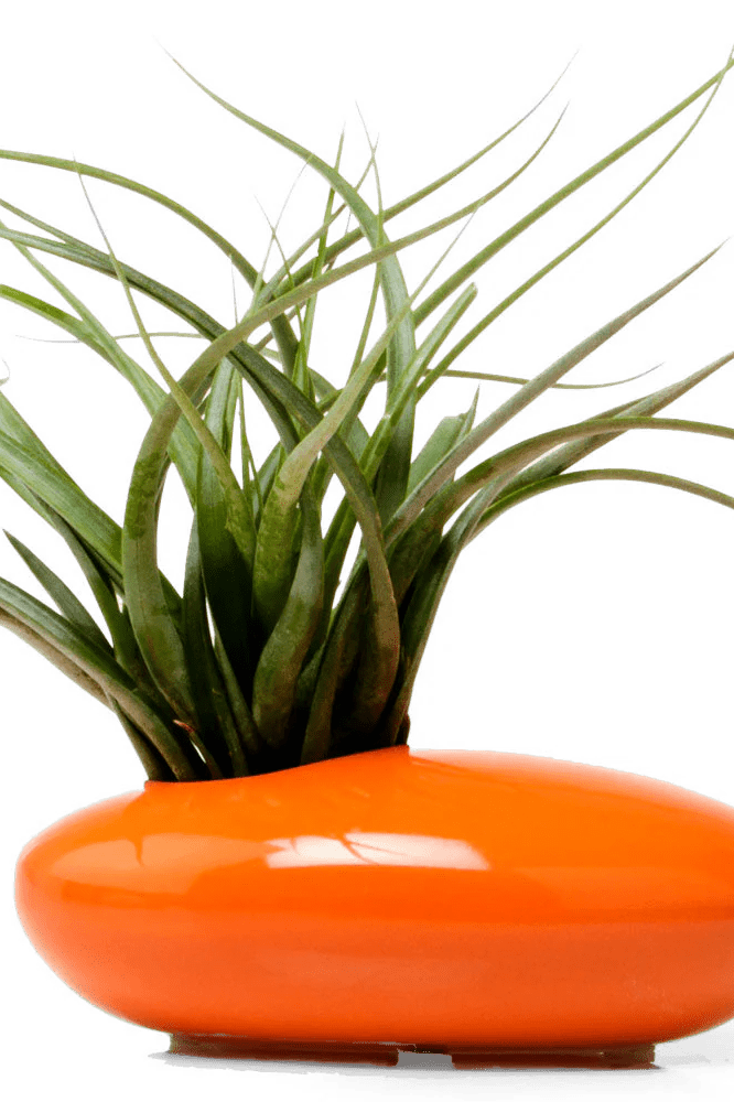 Pebble Ceramic Ikebana Kenzan Container - Chive Ceramics Studio - Pots - Chive US