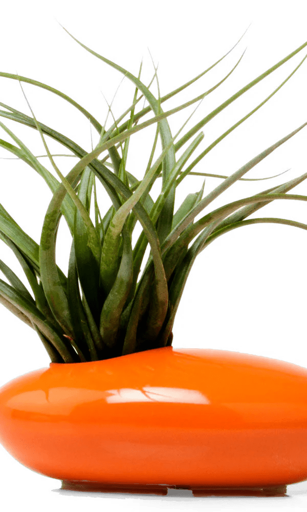 Pebble Ceramic Ikebana Kenzan Container - Chive Ceramics Studio - Pots - Chive US