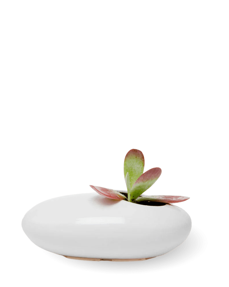 Pebble Ceramic Ikebana Kenzan Container - Chive Ceramics Studio - Pots - Chive US