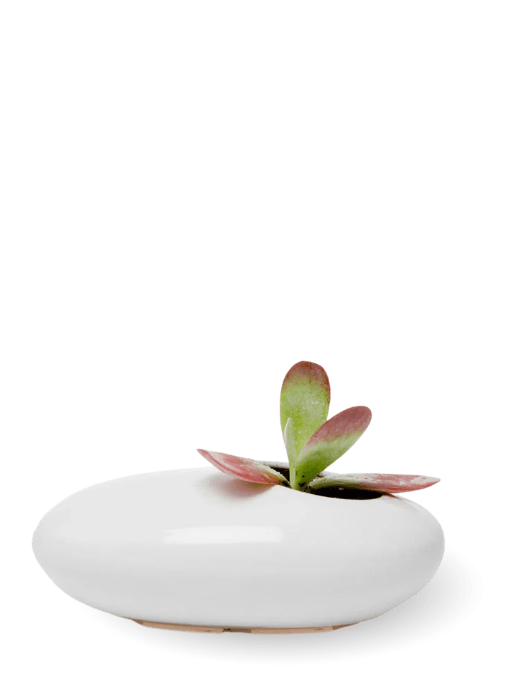 Pebble Ceramic Ikebana Kenzan Container - Chive Ceramics Studio - Pots - Chive US