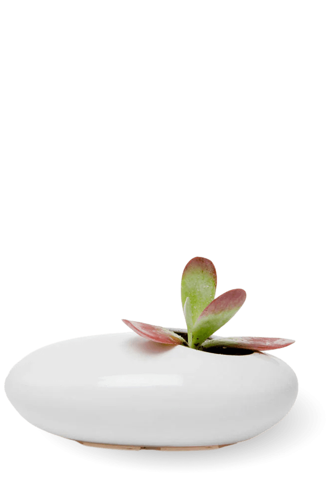 Pebble Ceramic Ikebana Kenzan Container - Chive Ceramics Studio - Pots - Chive US