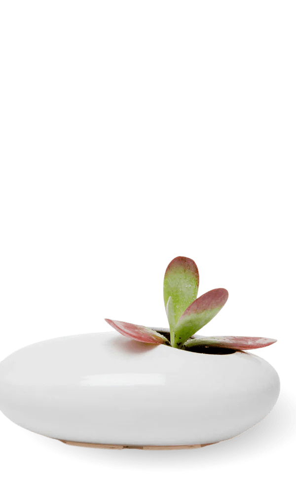 Pebble Ceramic Ikebana Kenzan Container - Chive Ceramics Studio - Pots - Chive US