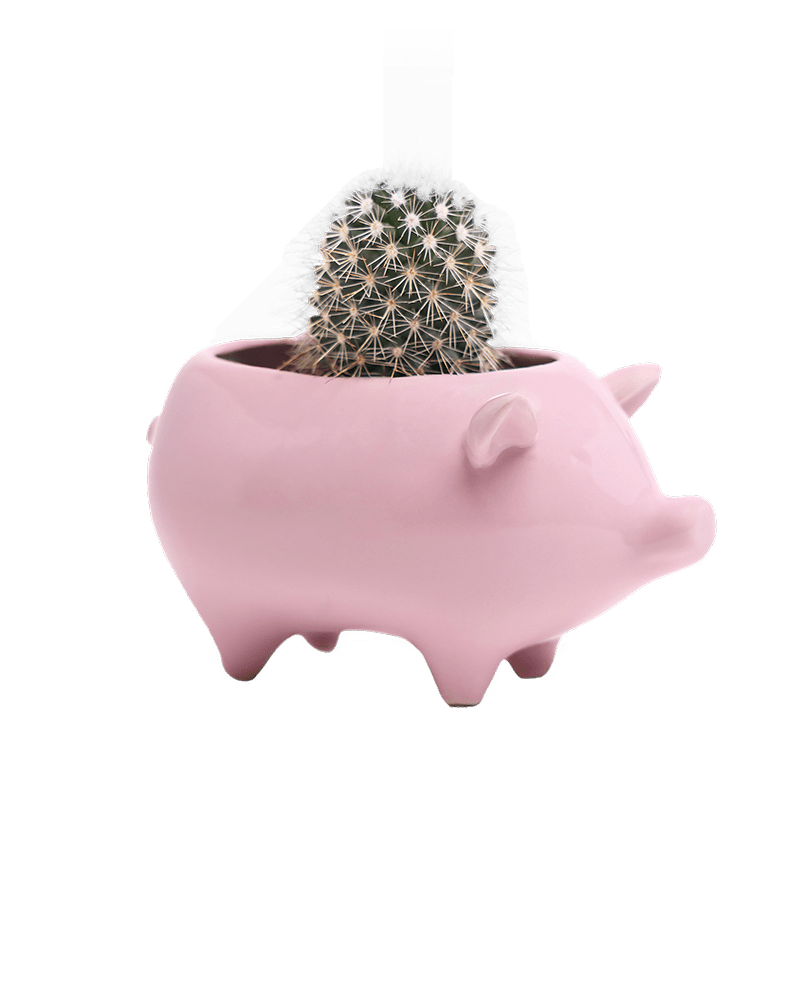 Pig Ceramic Indoor Plant Pot For Succulents - Chive Ceramics Studio - Pots - Chive Ceramics Studio