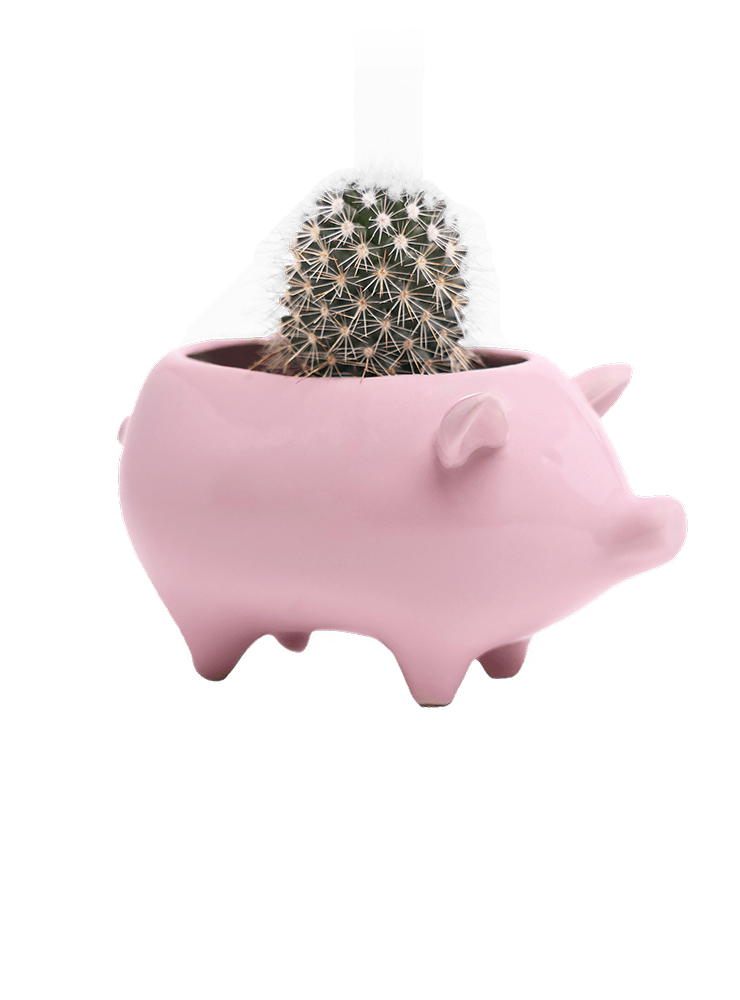 Pig Ceramic Indoor Plant Pot For Succulents - Chive Ceramics Studio - Pots - Chive Ceramics Studio