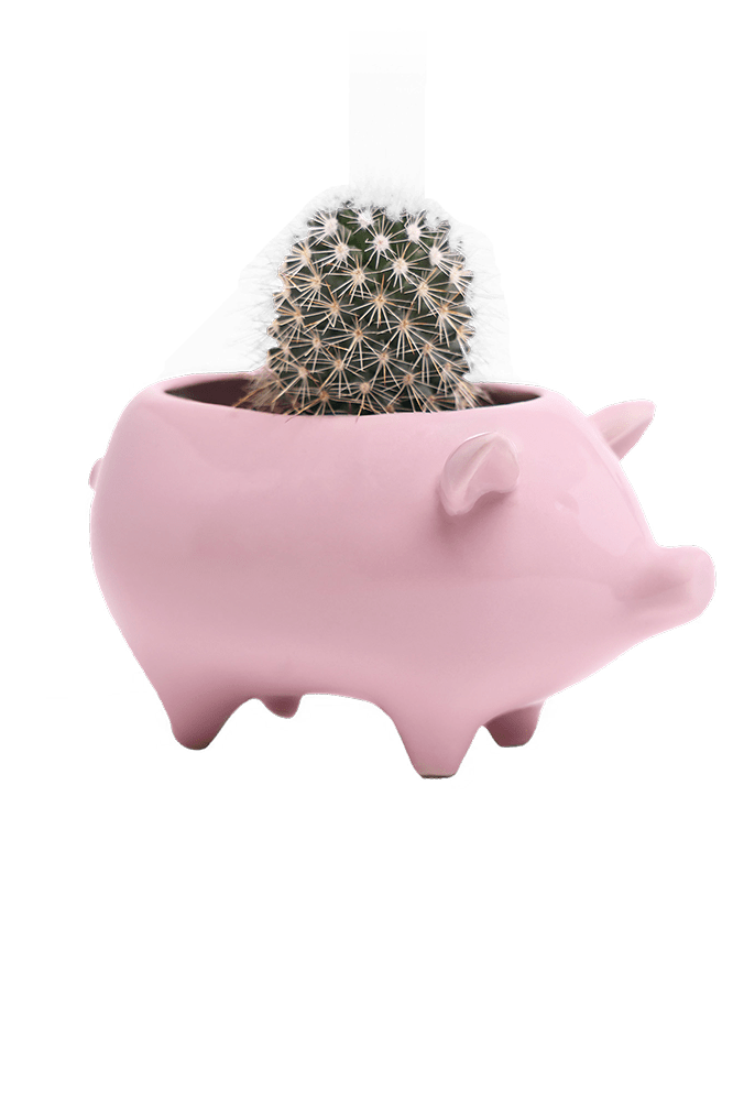 Pig Ceramic Indoor Plant Pot For Succulents - Chive Ceramics Studio - Pots - Chive Ceramics Studio