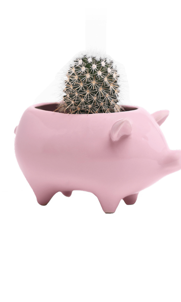 Pig Ceramic Indoor Plant Pot For Succulents - Chive Ceramics Studio - Pots - Chive Ceramics Studio
