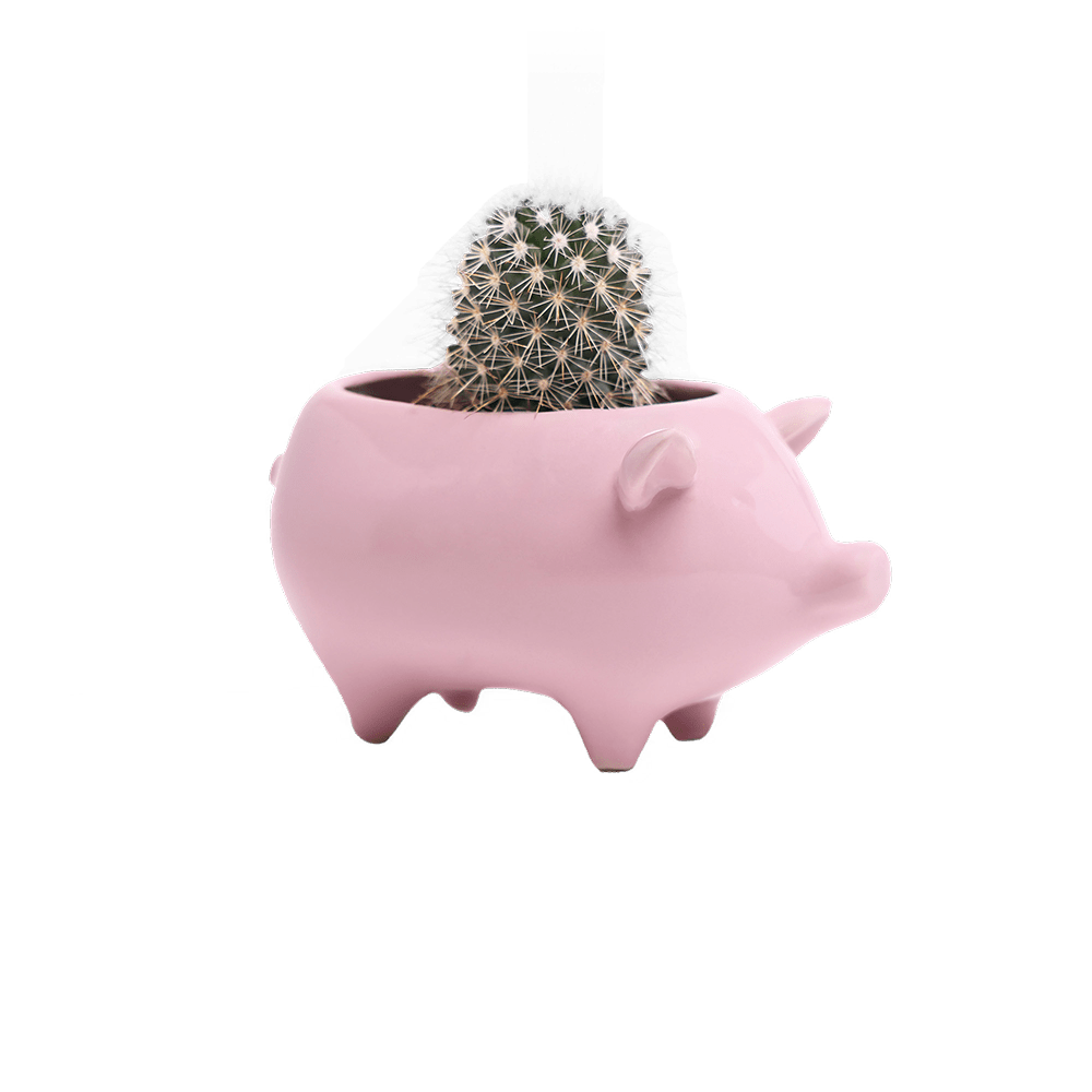 Pig Ceramic Indoor Plant Pot For Succulents - Chive Ceramics Studio - Pots - Chive Ceramics Studio
