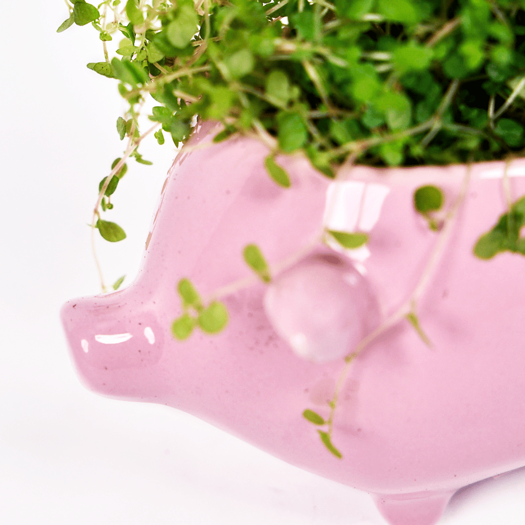 Pig Ceramic Indoor Plant Pot For Succulents - Chive Ceramics Studio - Pots - Chive Ceramics Studio