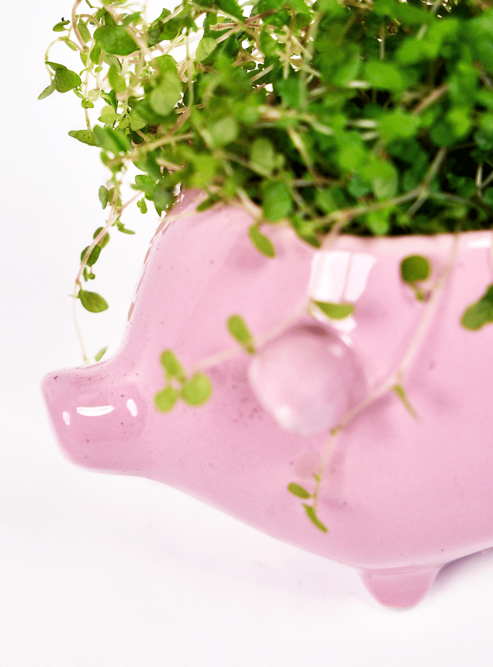 Pig Ceramic Indoor Plant Pot For Succulents - Chive Ceramics Studio - Pots - Chive Ceramics Studio