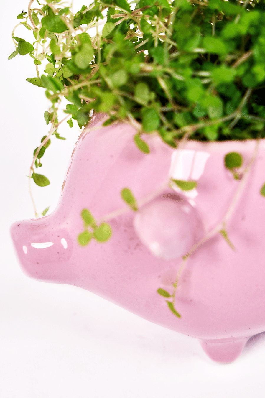 Pig Ceramic Indoor Plant Pot For Succulents - Chive Ceramics Studio - Pots - Chive Ceramics Studio