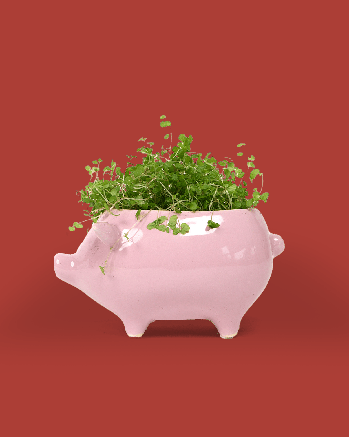 Pig Ceramic Indoor Plant Pot - Chive Ceramics Studio - Pots - Chive Wholesale