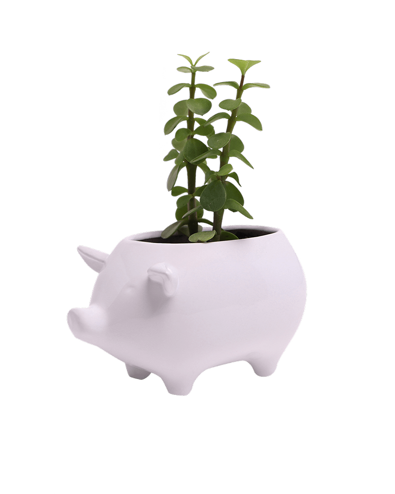 Pig Ceramic Indoor Plant Pot For Succulents - Chive Ceramics Studio - Pots - Chive Ceramics Studio