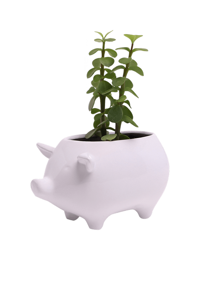 Pig Ceramic Indoor Plant Pot For Succulents - Chive Ceramics Studio - Pots - Chive Ceramics Studio