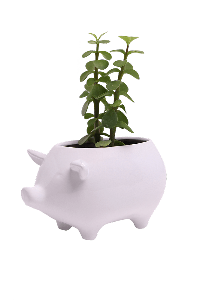 Pig Ceramic Indoor Plant Pot For Succulents - Chive Ceramics Studio - Pots - Chive Ceramics Studio