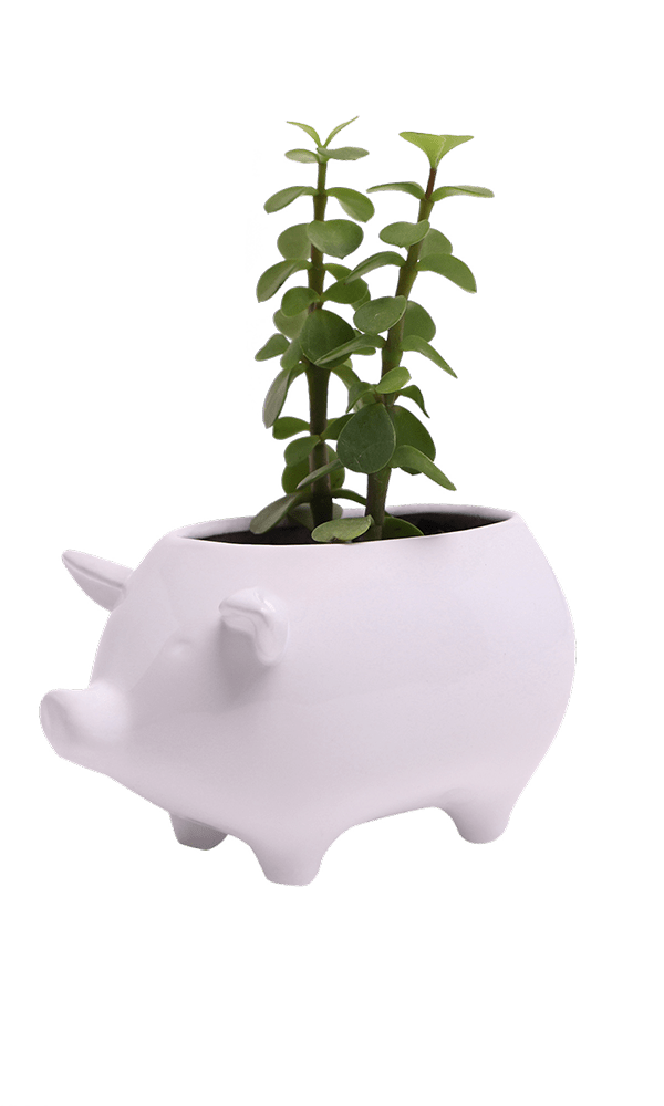Pig Ceramic Indoor Plant Pot For Succulents - Chive Ceramics Studio - Pots - Chive Ceramics Studio