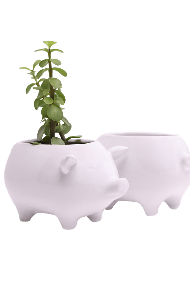 Pig Ceramic Indoor Plant Pot For Succulents - Chive Ceramics Studio - Pots - Chive Ceramics Studio