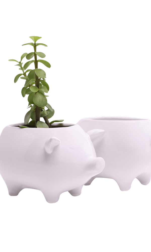 Pig Ceramic Indoor Plant Pot For Succulents - Chive Ceramics Studio - Pots - Chive Ceramics Studio