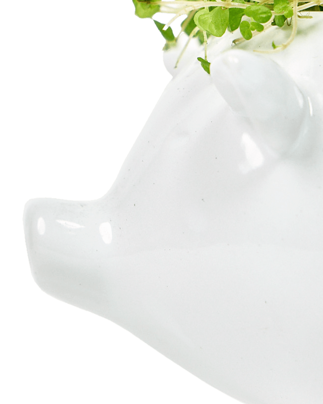 Pig Ceramic Indoor Plant Pot For Succulents - Chive Ceramics Studio - Pots - Chive Ceramics Studio