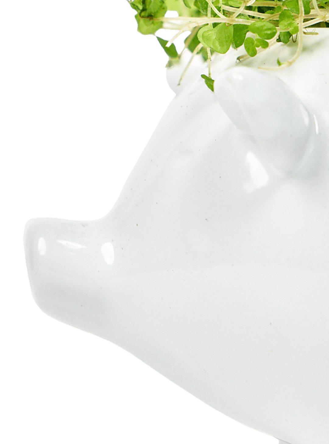 Pig Ceramic Indoor Plant Pot For Succulents - Chive Ceramics Studio - Pots - Chive Ceramics Studio