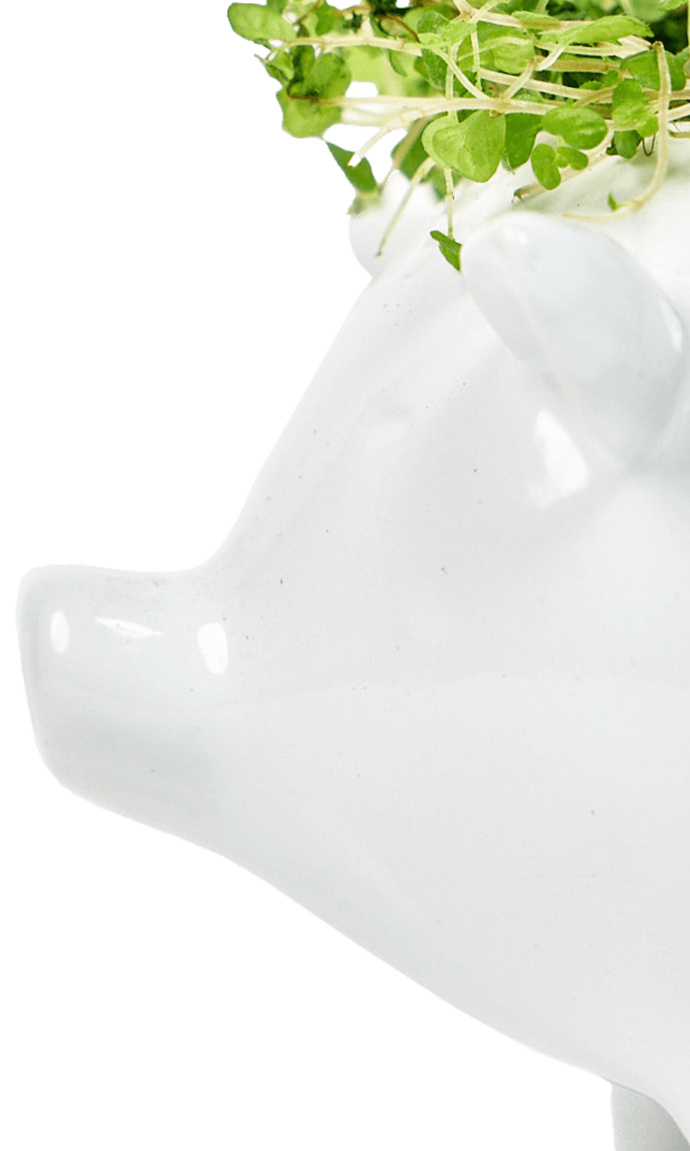 Pig Ceramic Indoor Plant Pot For Succulents - Chive Ceramics Studio - Pots - Chive Ceramics Studio