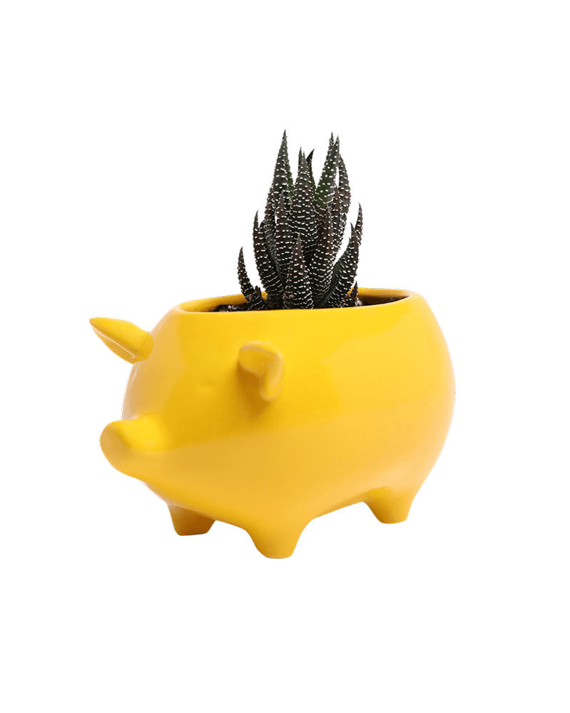Pig Ceramic Indoor Plant Pot For Succulents - Chive Ceramics Studio - Pots - Chive Ceramics Studio