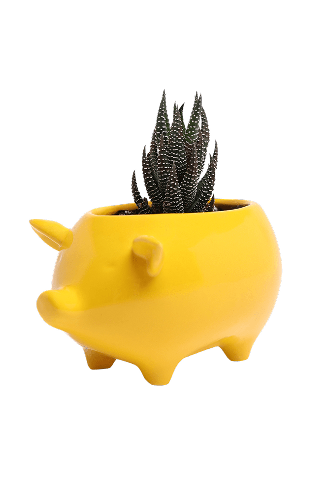 Pig Ceramic Indoor Plant Pot For Succulents - Chive Ceramics Studio - Pots - Chive Ceramics Studio