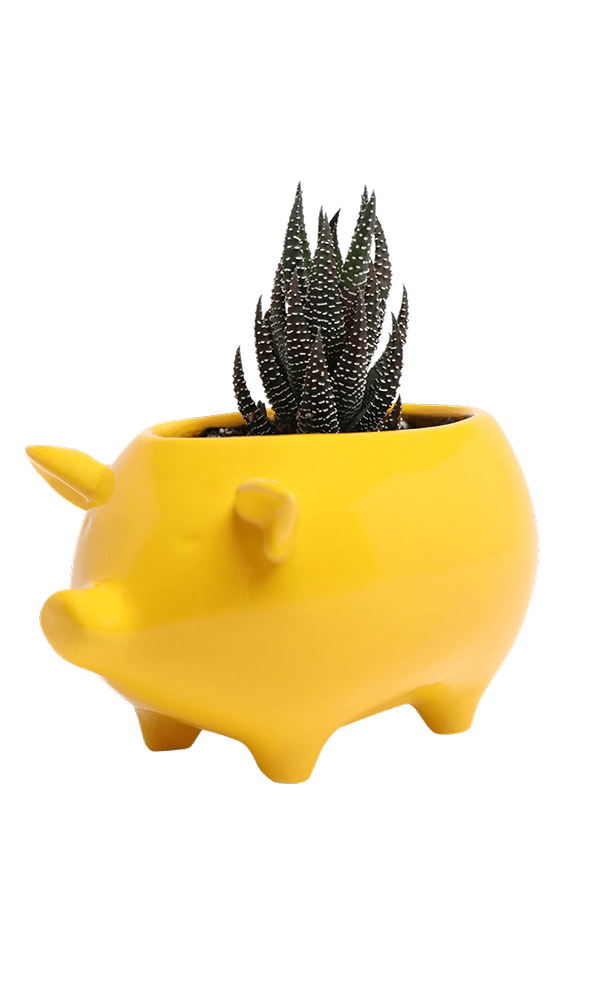 Pig Ceramic Indoor Plant Pot For Succulents - Chive Ceramics Studio - Pots - Chive Ceramics Studio