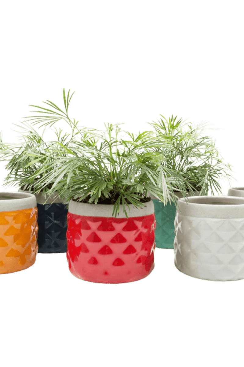 Pina Ceramic Succulent Planter Pot - Chive Ceramics Studio - Pots - Chive Ceramics Studio