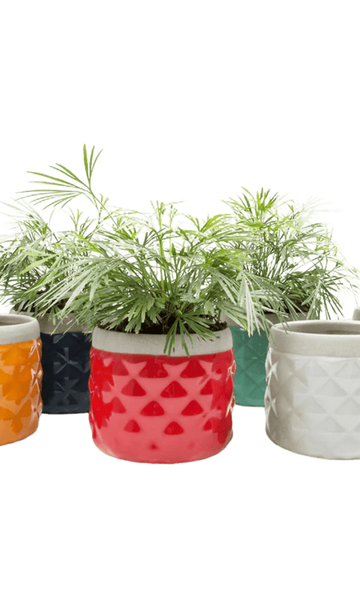 Pina Ceramic Succulent Planter Pot - Chive Ceramics Studio - Pots - Chive Ceramics Studio