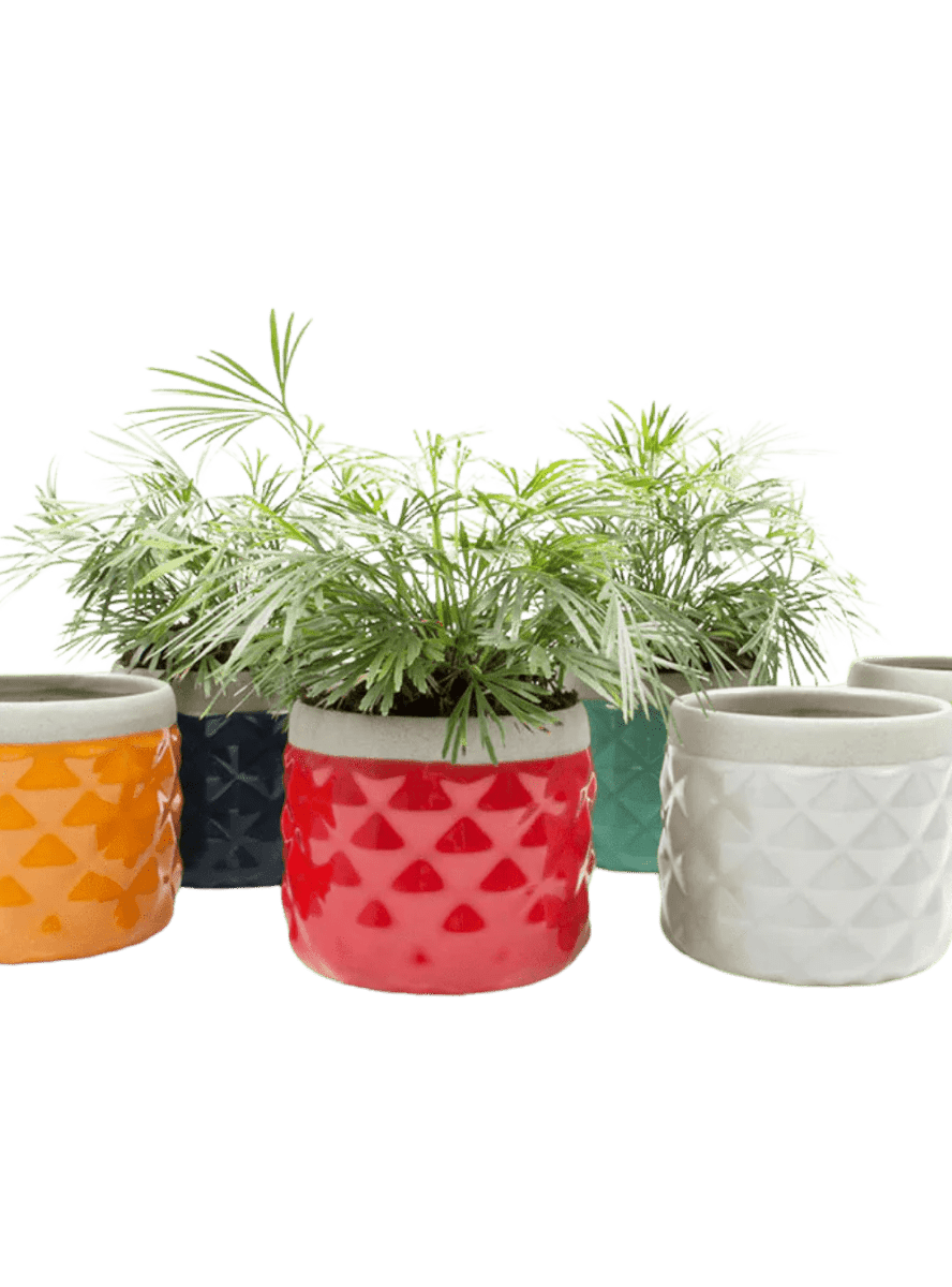 Pina Ceramic Succulent Planter Pot - Chive Ceramics Studio - Pots - Chive Ceramics Studio
