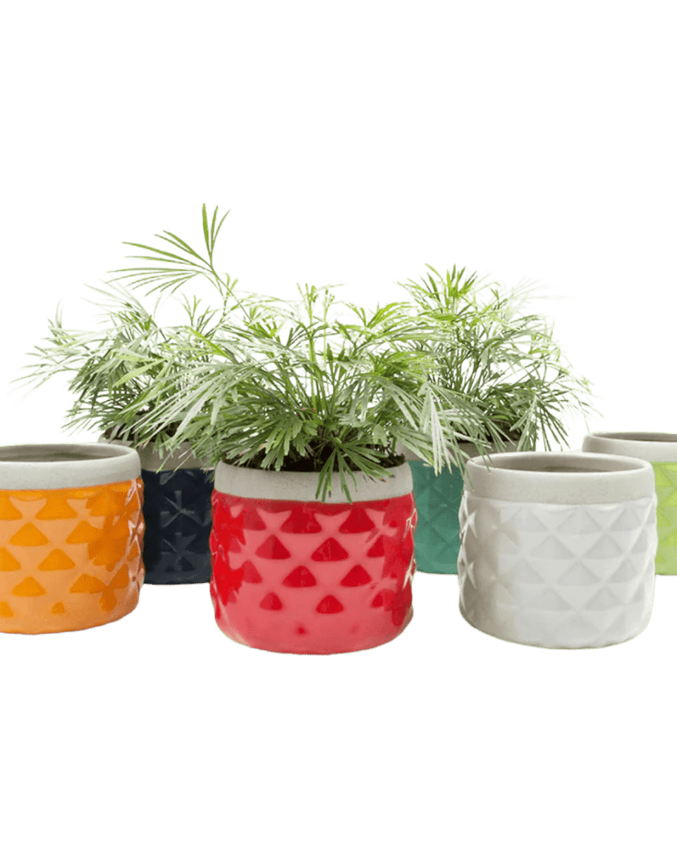 Pina Ceramic Succulent Planter Pot - Chive Ceramics Studio - Pots - Chive Ceramics Studio
