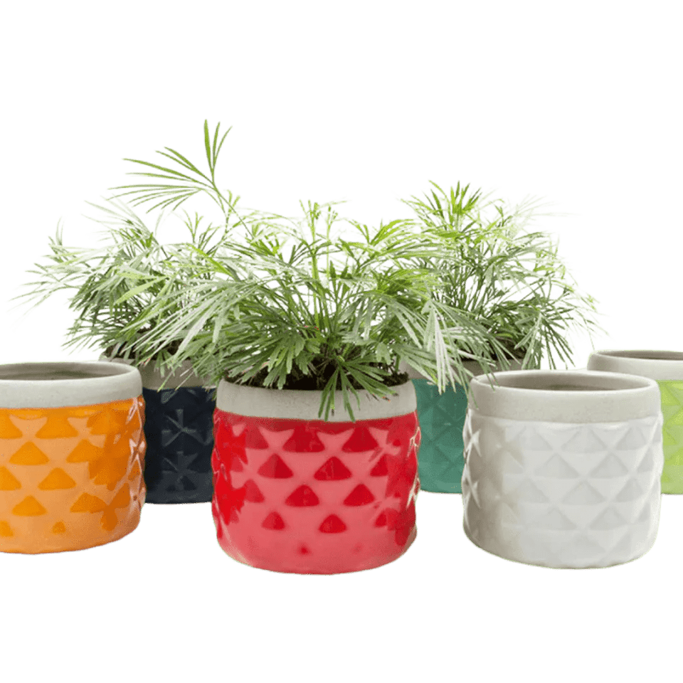 Pina Ceramic Succulent Planter Pot - Chive Ceramics Studio - Pots - Chive Ceramics Studio