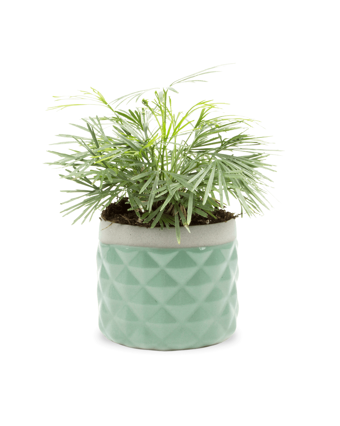 Pina Ceramic Succulent Planter Pot - Chive Ceramics Studio - Pots - Chive Ceramics Studio