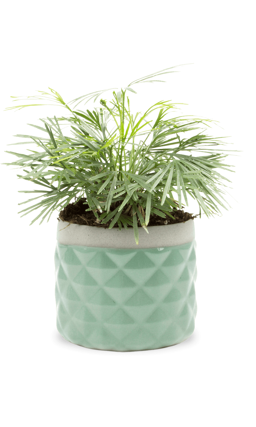 Pina Ceramic Succulent Planter Pot - Chive Ceramics Studio - Pots - Chive Ceramics Studio