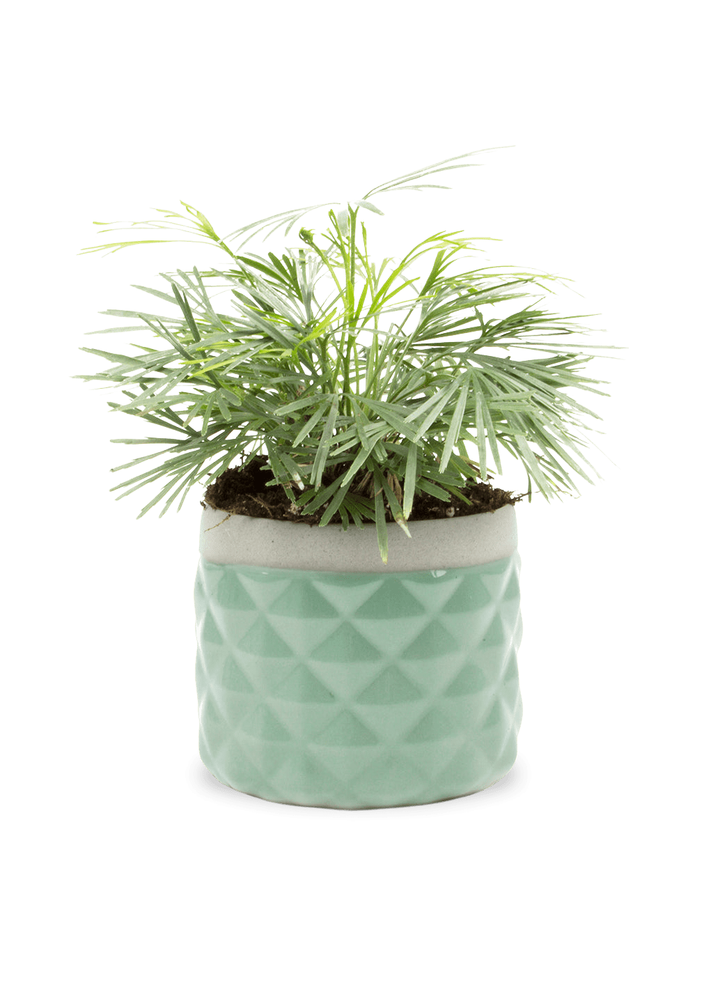 Pina Ceramic Succulent Planter Pot - Chive Ceramics Studio - Pots - Chive Ceramics Studio