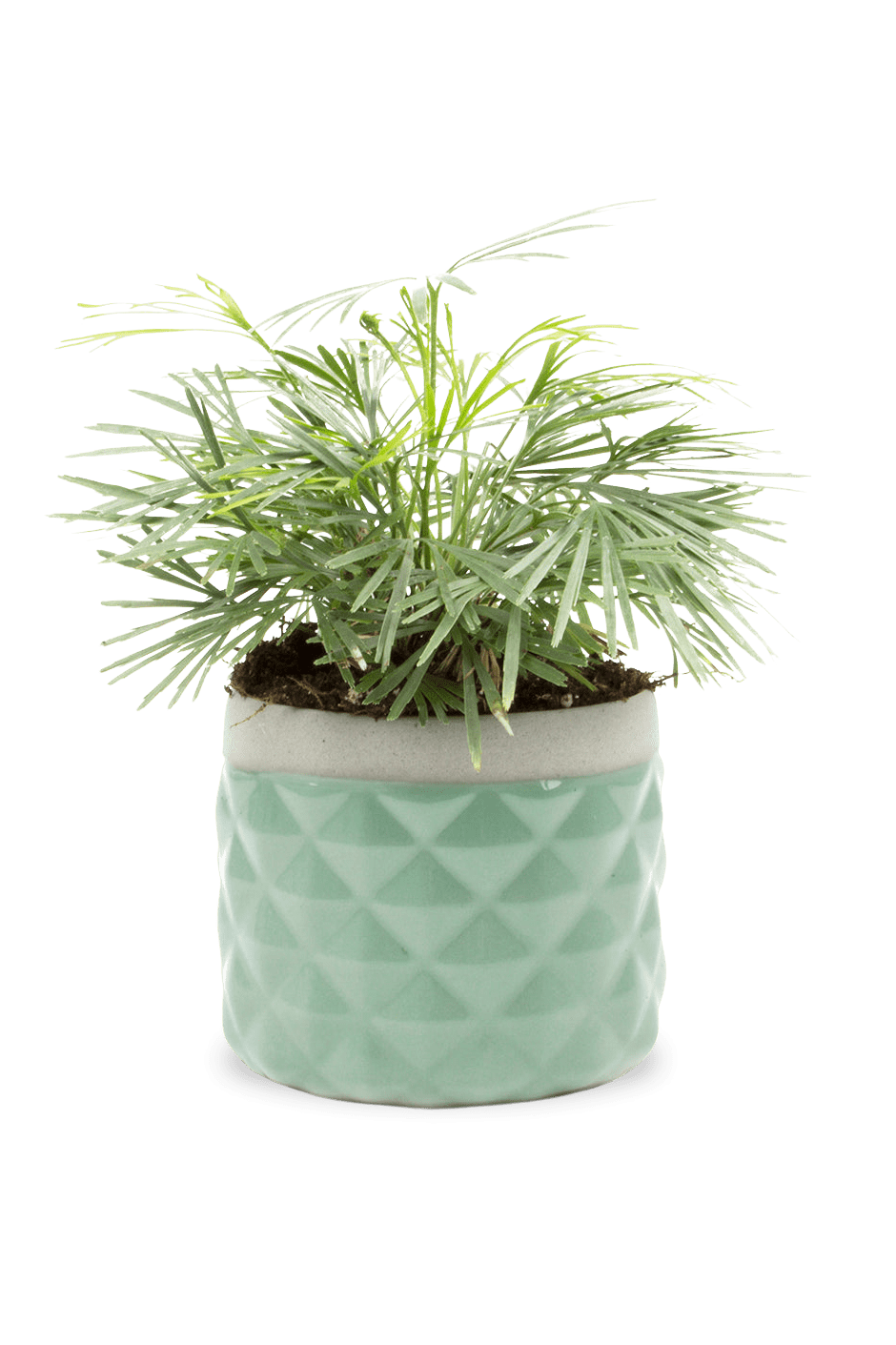 Pina Ceramic Succulent Planter Pot - Chive Ceramics Studio - Pots - Chive Ceramics Studio