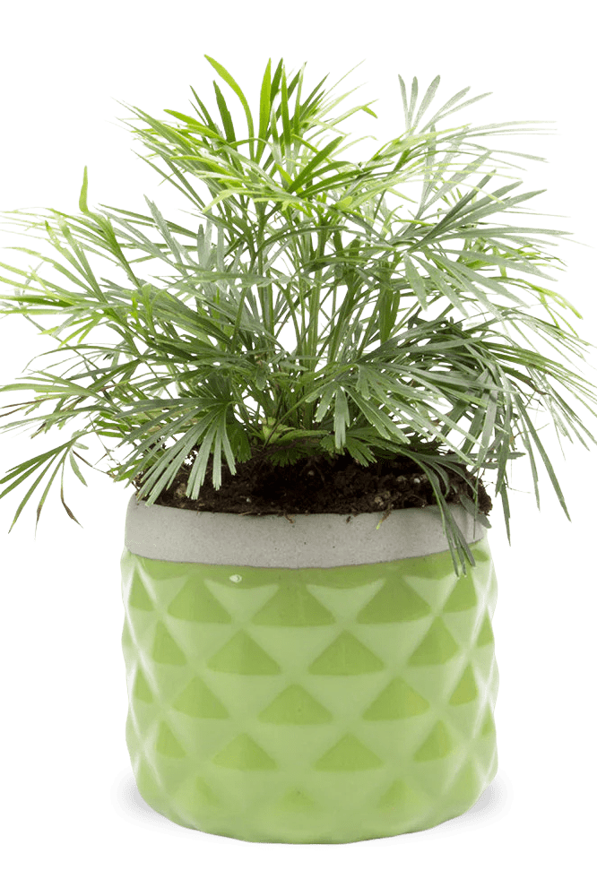 Pina Ceramic Succulent Planter Pot - Chive Ceramics Studio - Pots - Chive Ceramics Studio