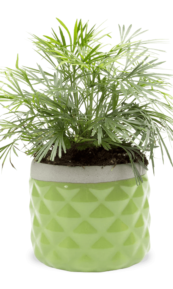 Pina Ceramic Succulent Planter Pot - Chive Ceramics Studio - Pots - Chive Ceramics Studio