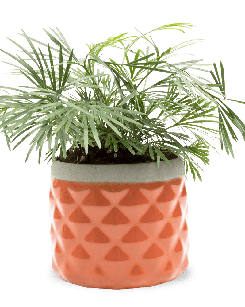 Pina Ceramic Succulent Planter Pot - Chive Ceramics Studio - Pots - Chive Ceramics Studio