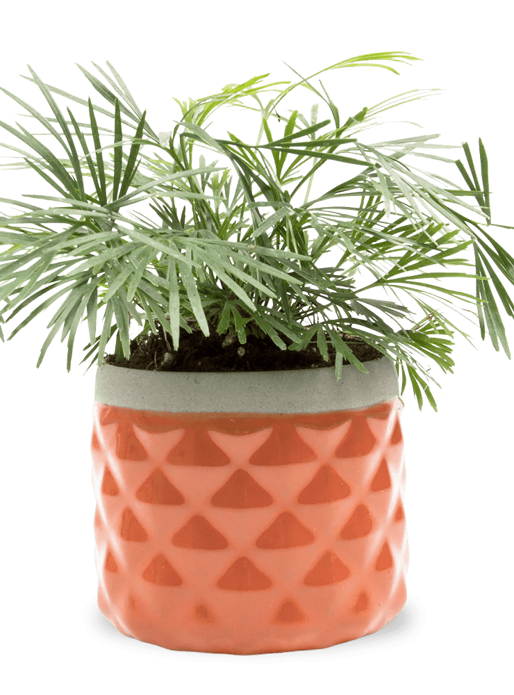 Pina Ceramic Succulent Planter Pot - Chive Ceramics Studio - Pots - Chive Ceramics Studio