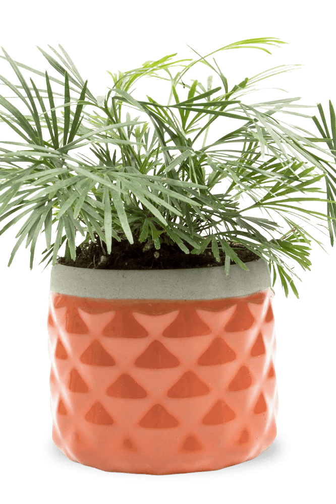 Pina Ceramic Succulent Planter Pot - Chive Ceramics Studio - Pots - Chive Ceramics Studio