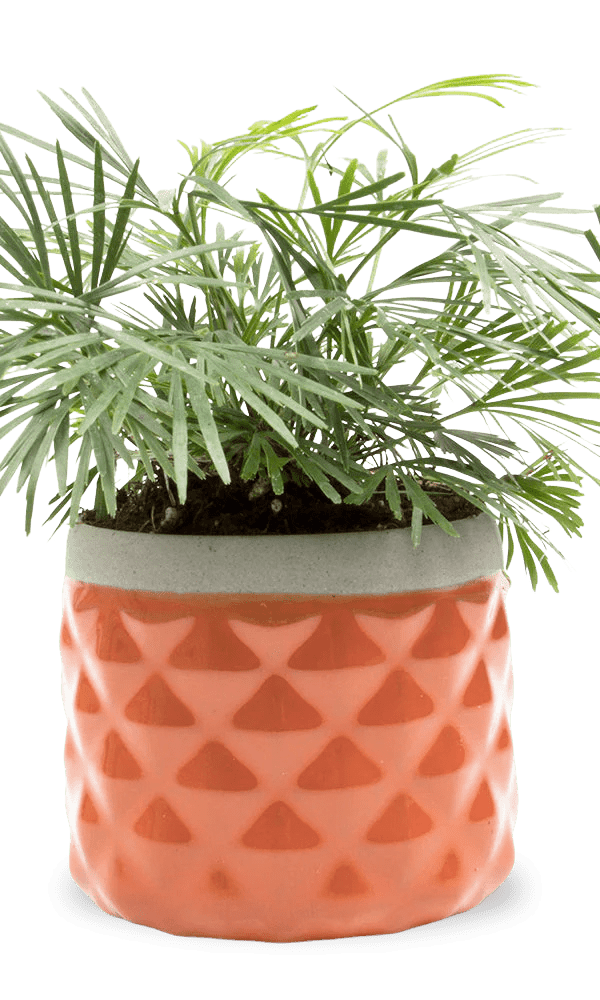 Pina Ceramic Succulent Planter Pot - Chive Ceramics Studio - Pots - Chive Ceramics Studio