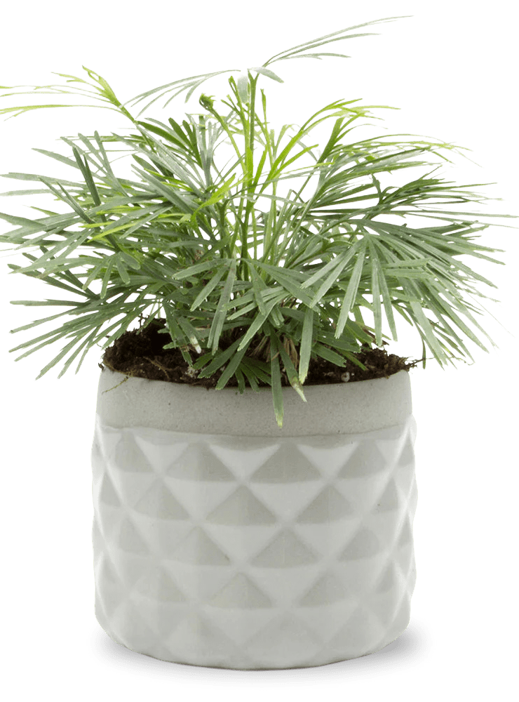 Pina Ceramic Succulent Planter Pot - Chive Ceramics Studio - Pots - Chive Ceramics Studio