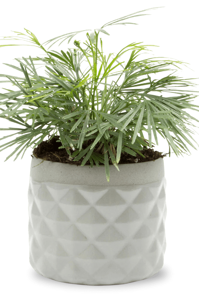 Pina Ceramic Succulent Planter Pot - Chive Ceramics Studio - Pots - Chive Ceramics Studio
