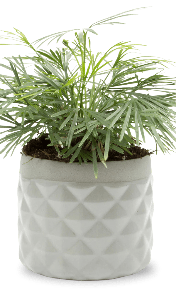 Pina Ceramic Succulent Planter Pot - Chive Ceramics Studio - Pots - Chive Ceramics Studio